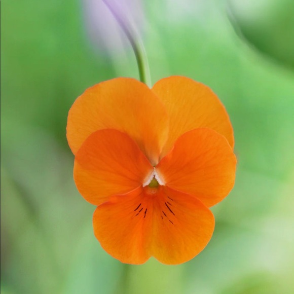 🌀Coming SOON🌀 - Picture 1 of 8